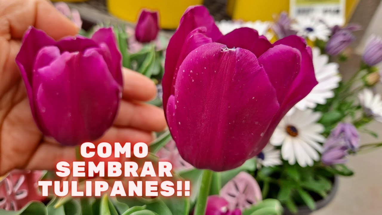 Cultivo de tulipanes en maceta: paso a paso