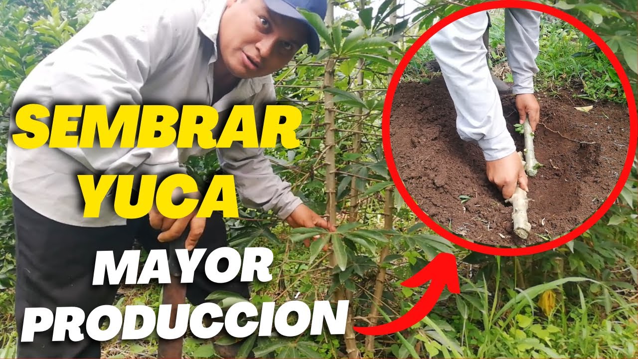 Cultivo de yuca en Colombia: una guía