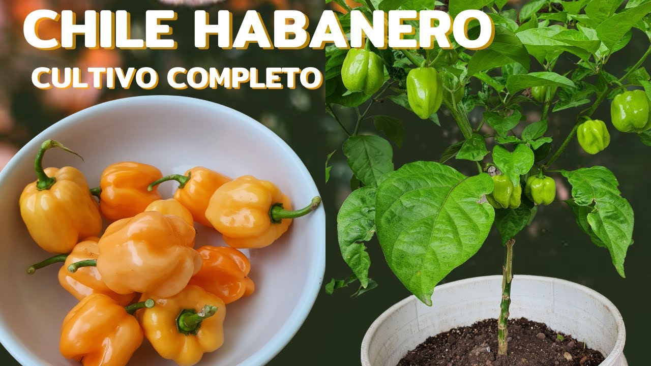 Cultivo del chile habanero
