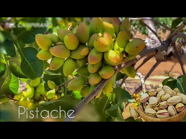 Cultivo y características del pistache en México