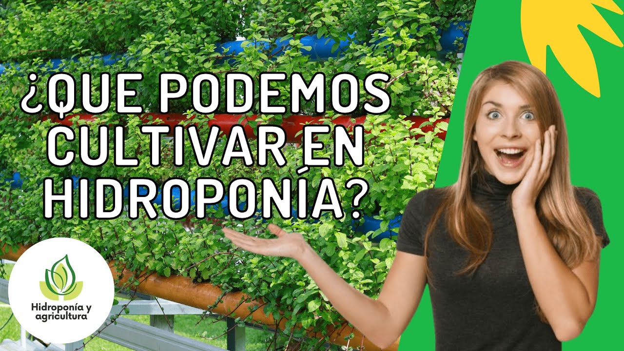 Cultivos ideales para la hidroponía