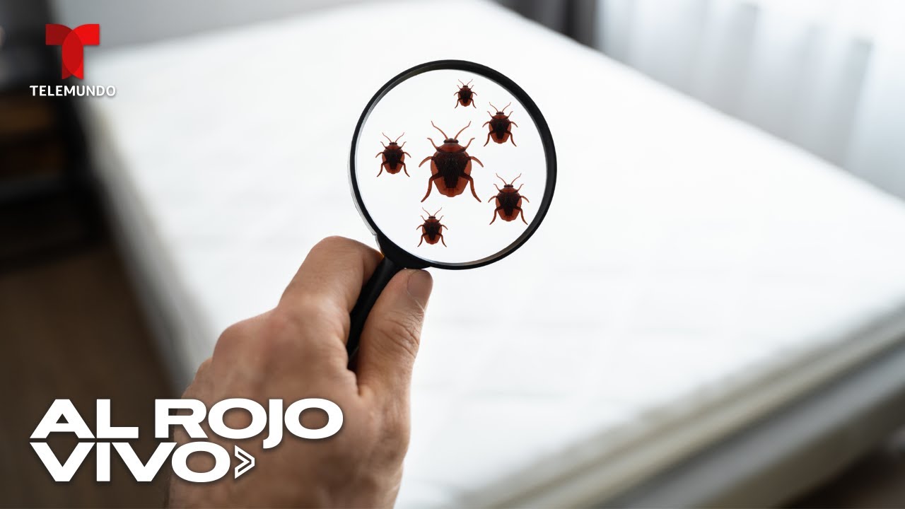 Curiosidades: animales que habitan en los colchones