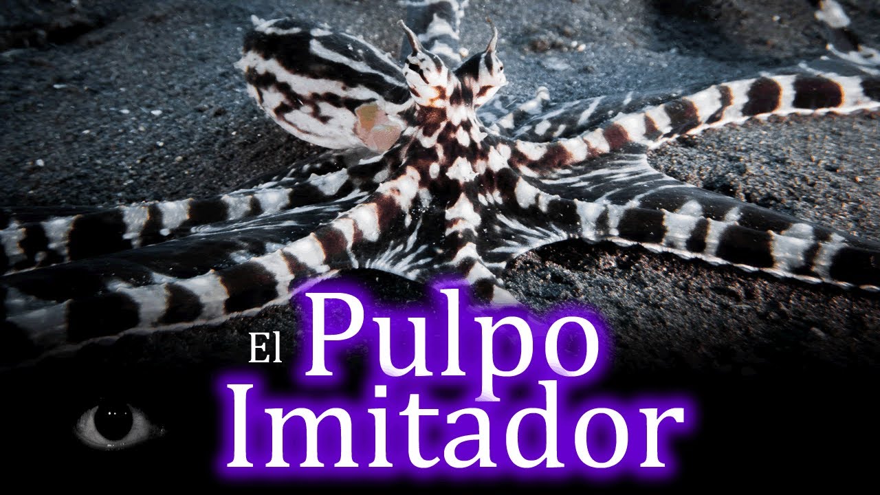 Curiosidades sobre la habilidad del pulpo para imitar animales