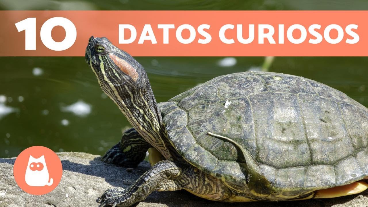 Curiosidades sobre la lentitud de las tortugas