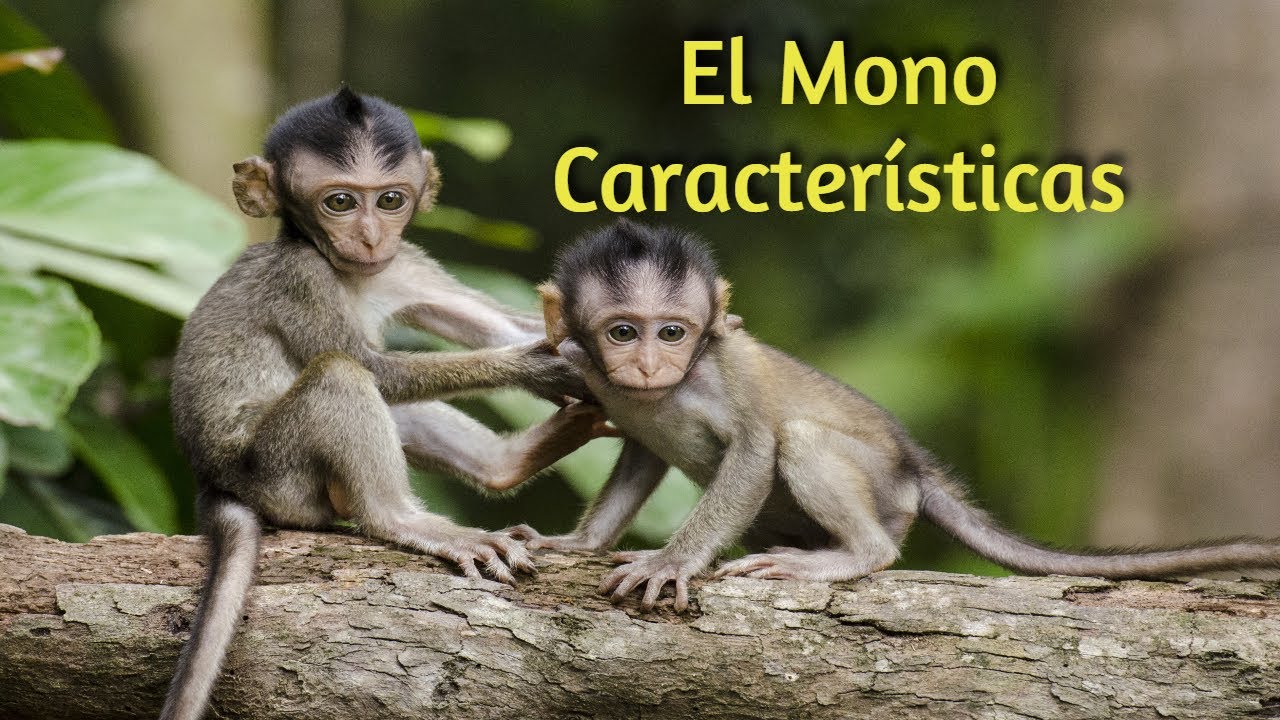 Curiosidades: ¿Cómo se dice mono en Colombia?