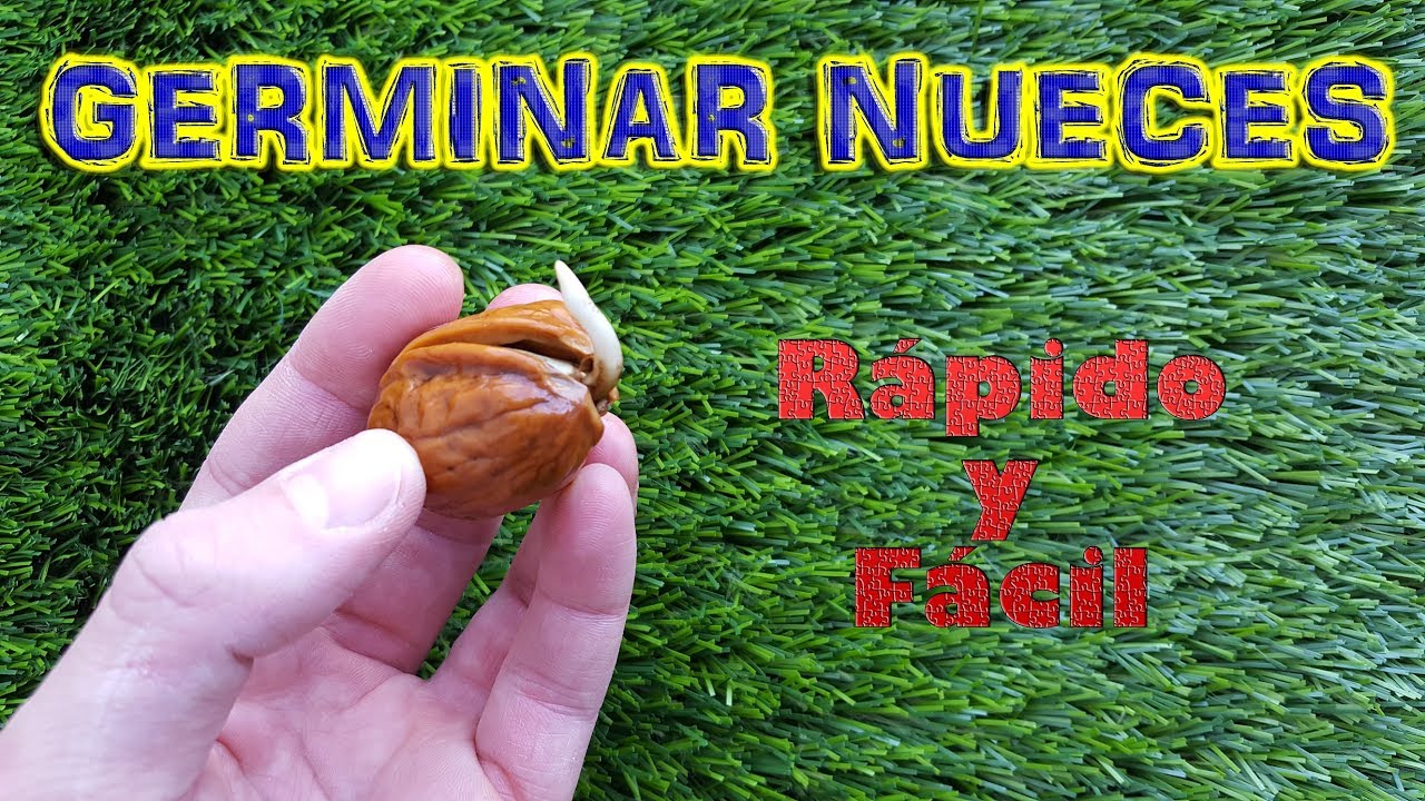 Descubre cómo es la semilla de la nuez