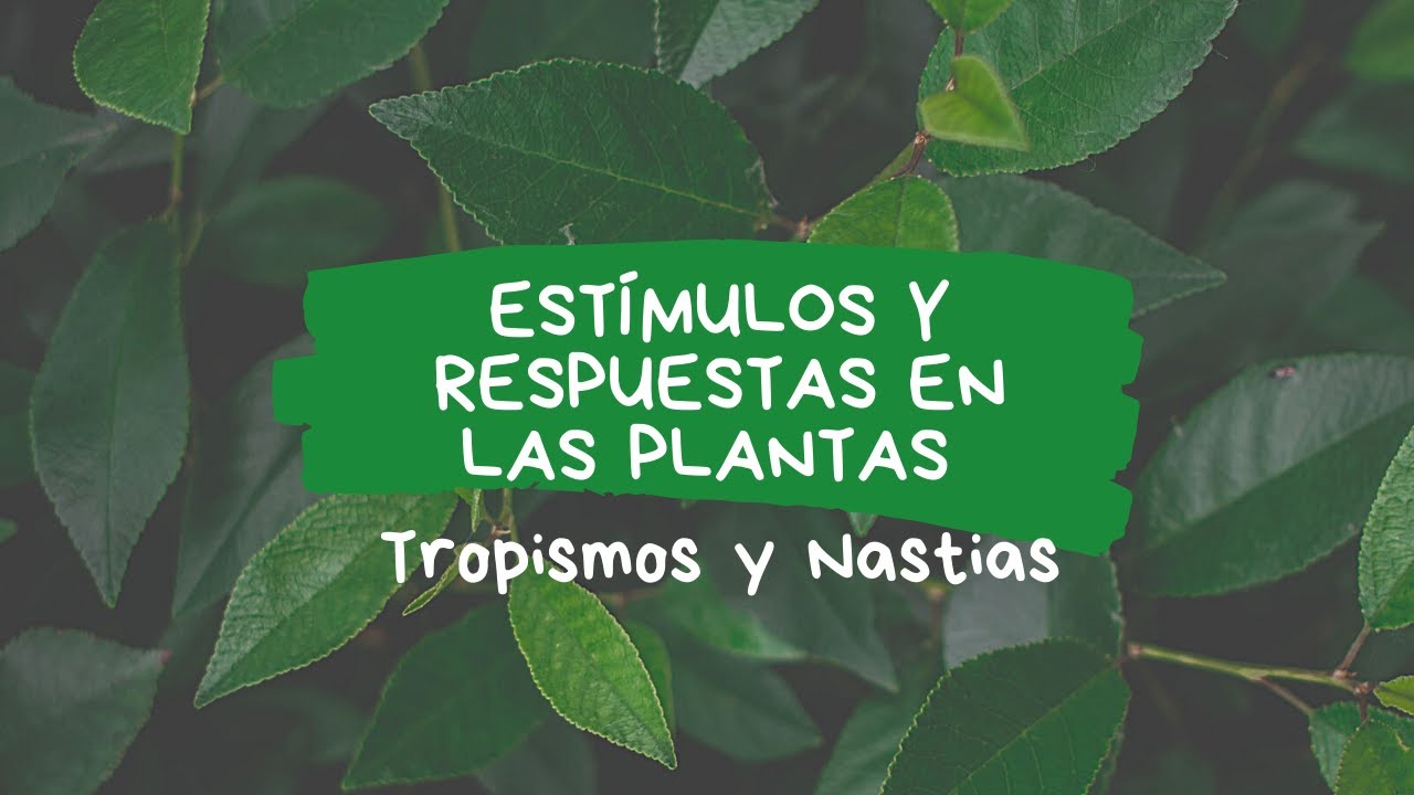 Descubre cómo las plantas reaccionan a su entorno