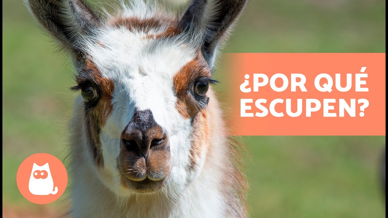 Descubre cuál es el animal que escupe