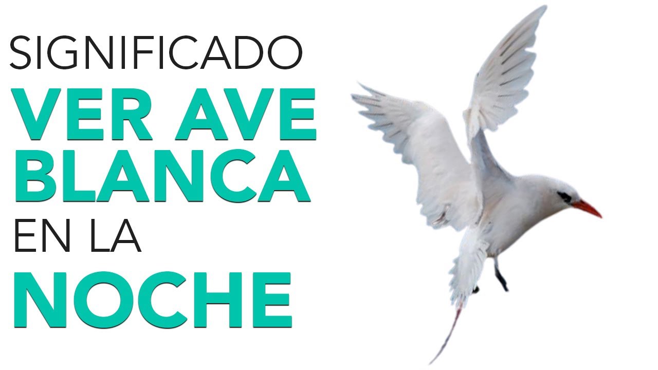 Descubre el Significado de Ver Aves Blancas de Noche