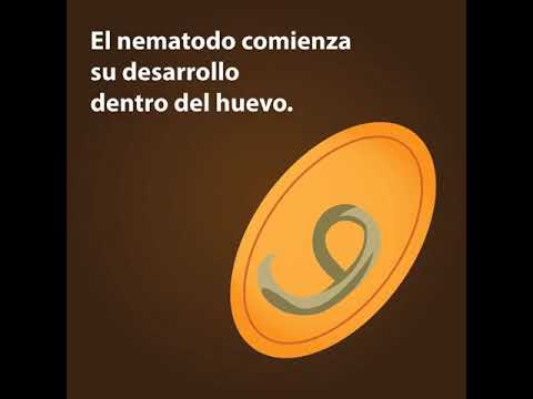Descubre el fascinante ciclo de vida de los nematodos
