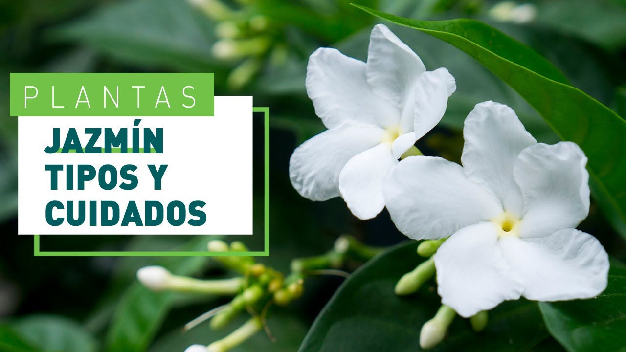 Descubre el jazmín más fragante