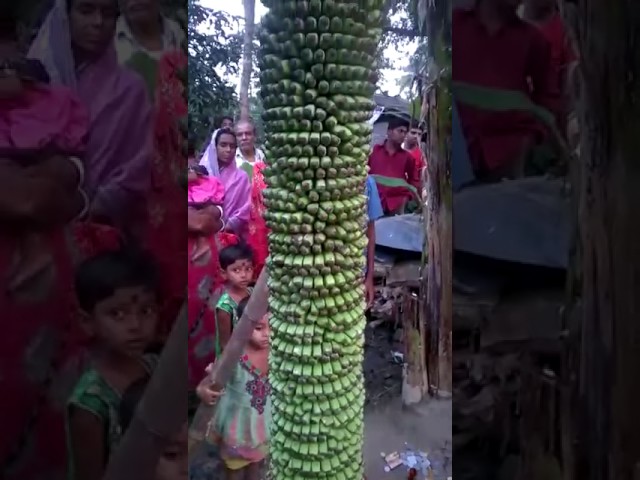Descubre el plátano más grande del mundo