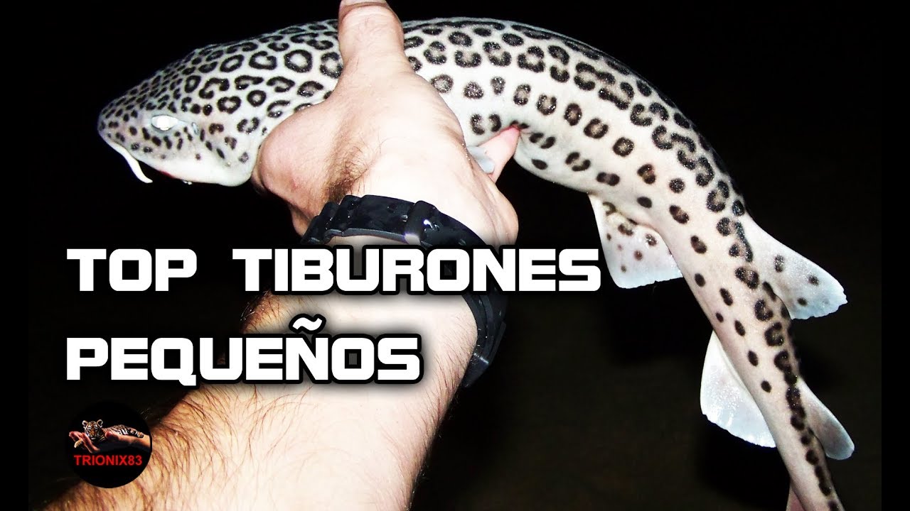 Descubre el tiburón más pequeño