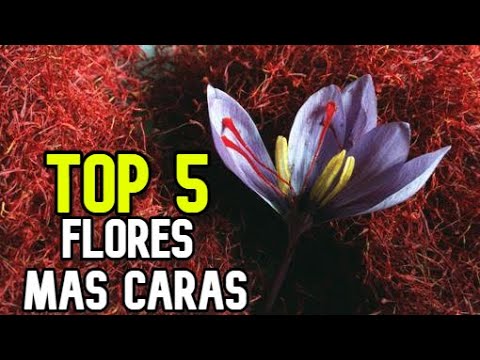 Descubre la flor más cara del mundo