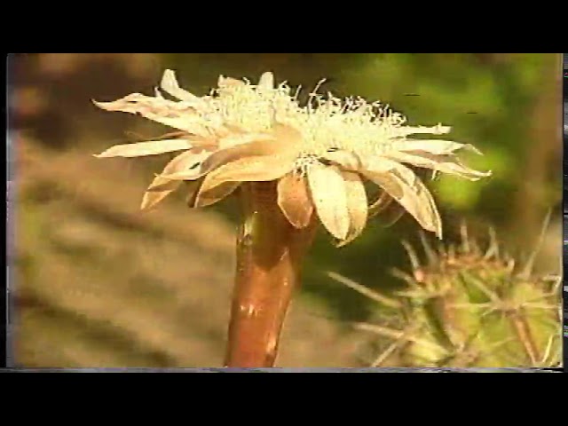 Descubre la flora y fauna de Baja California Sur