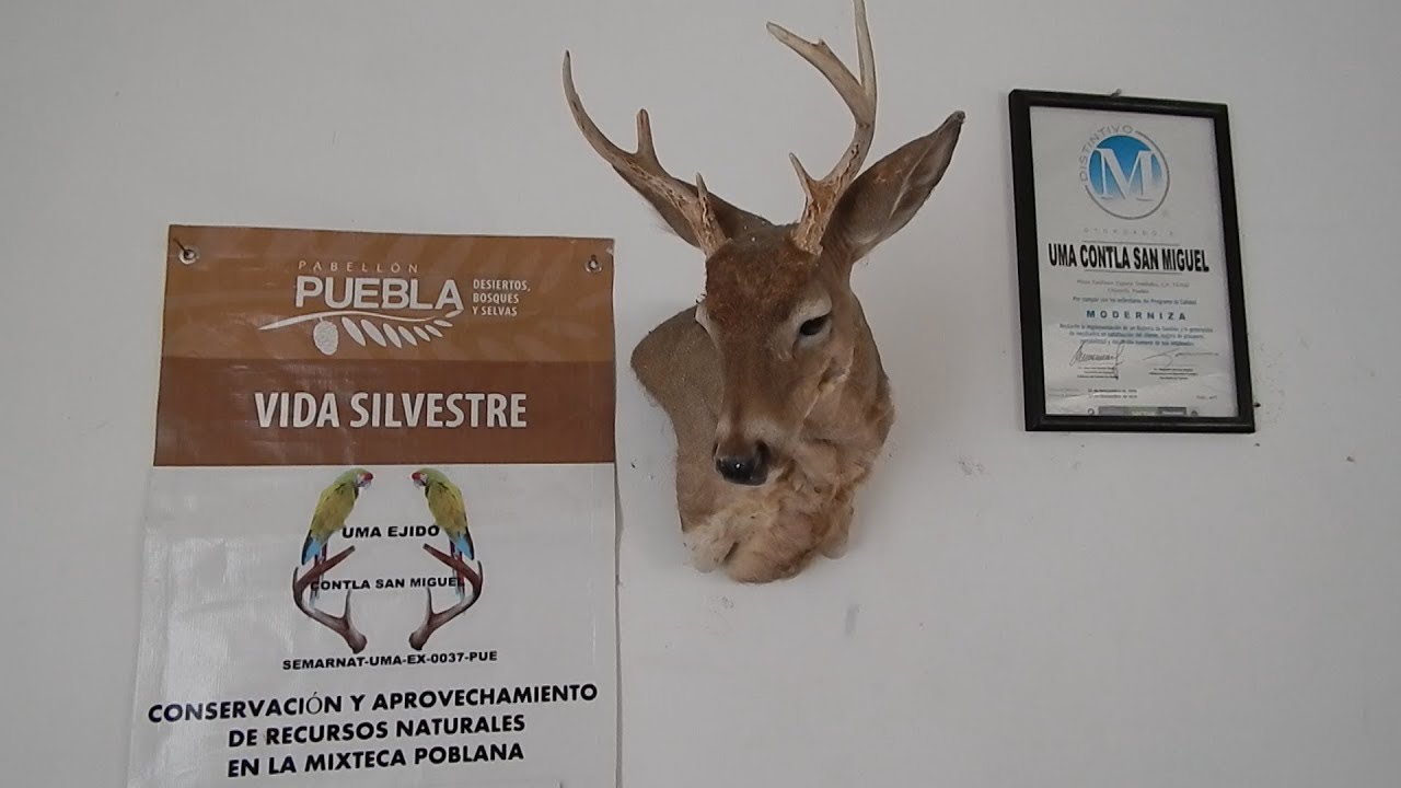 Descubre la increíble flora y fauna de Acatlán de Osorio Puebla