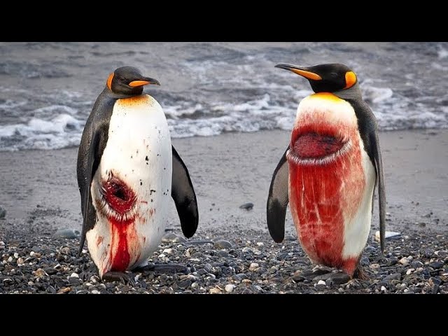 Descubre la verdadera casa de los pingüinos