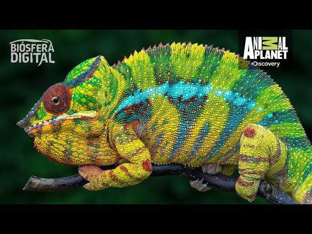 Descubre por qué las lagartijas cambian de color