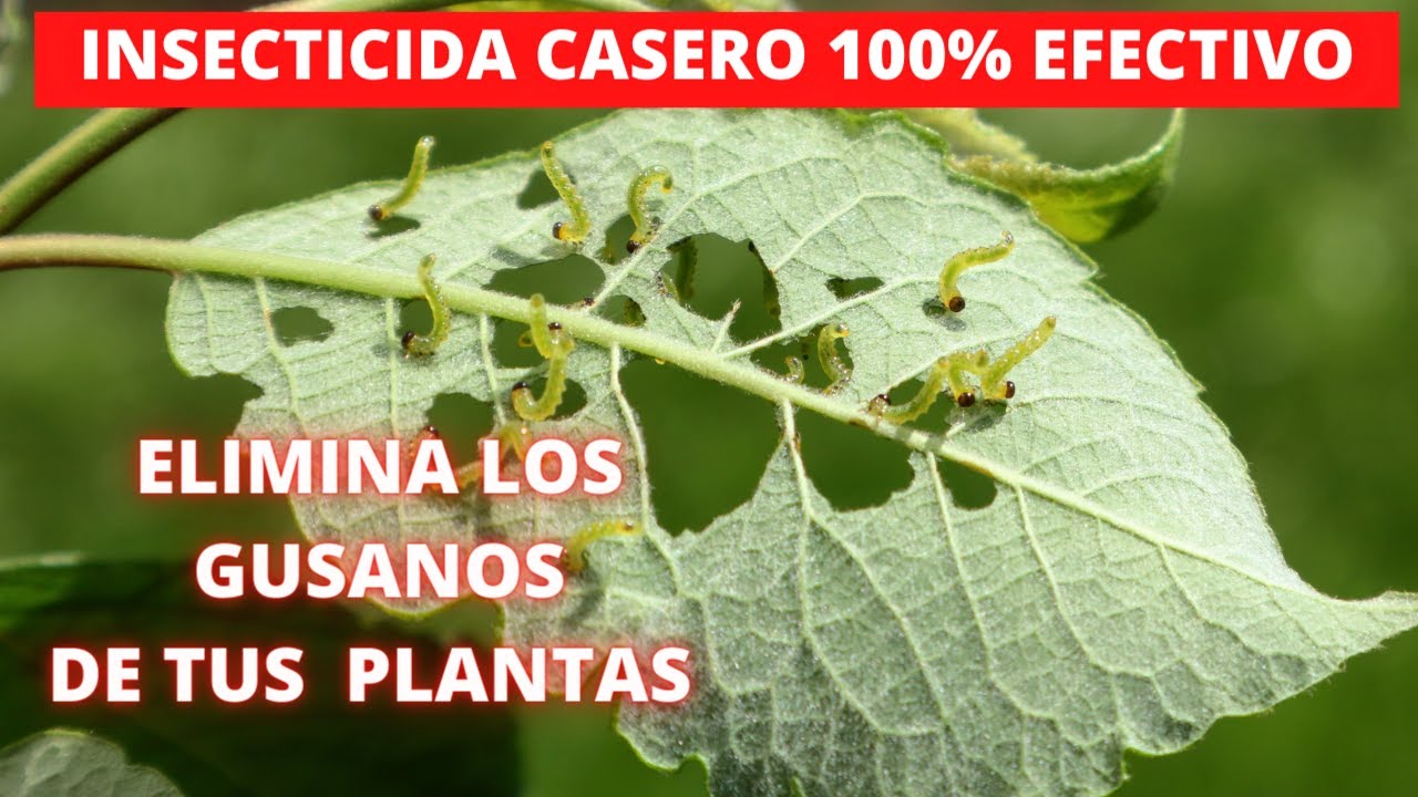 Descubre por qué surgen gusanos en las plantas