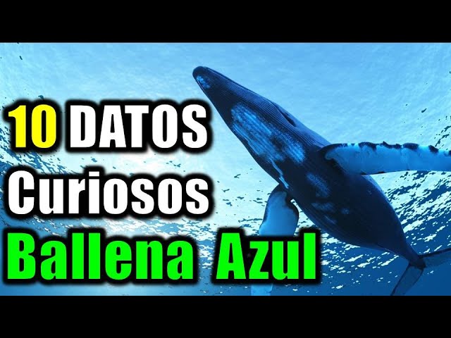 Dientes de ballena: ¿cuánto miden?