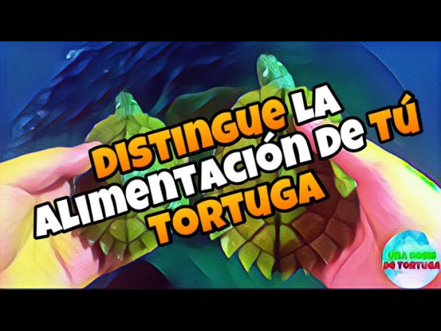 Dieta de la tortuga: ¿carnívora o herbívora?
