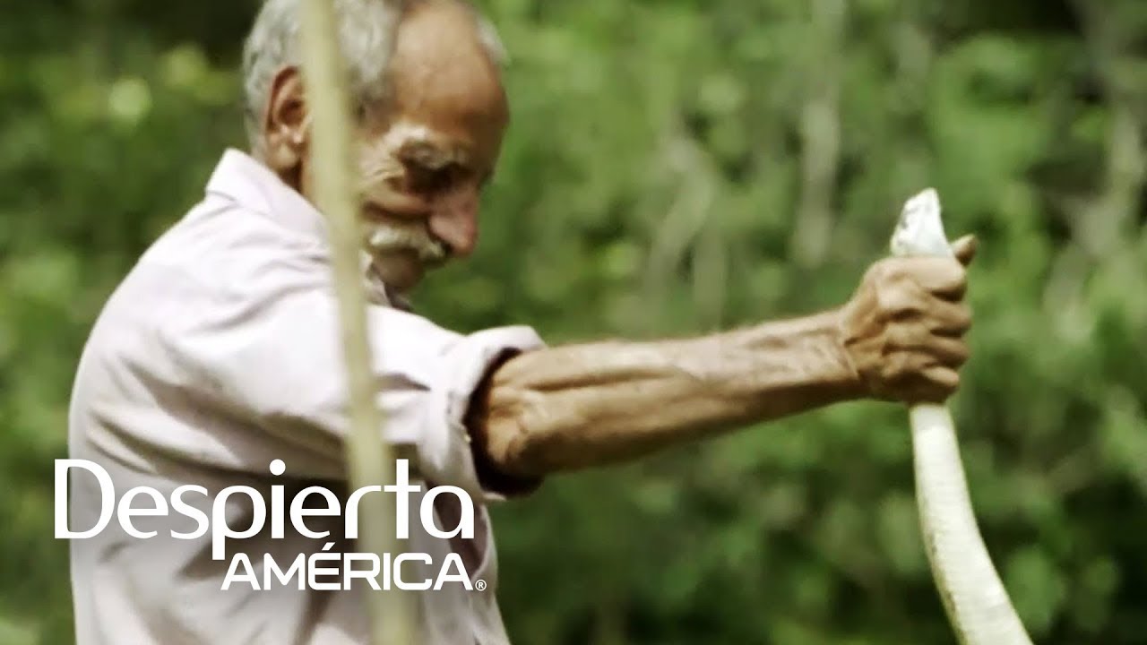 Dieta de la víbora de cascabel