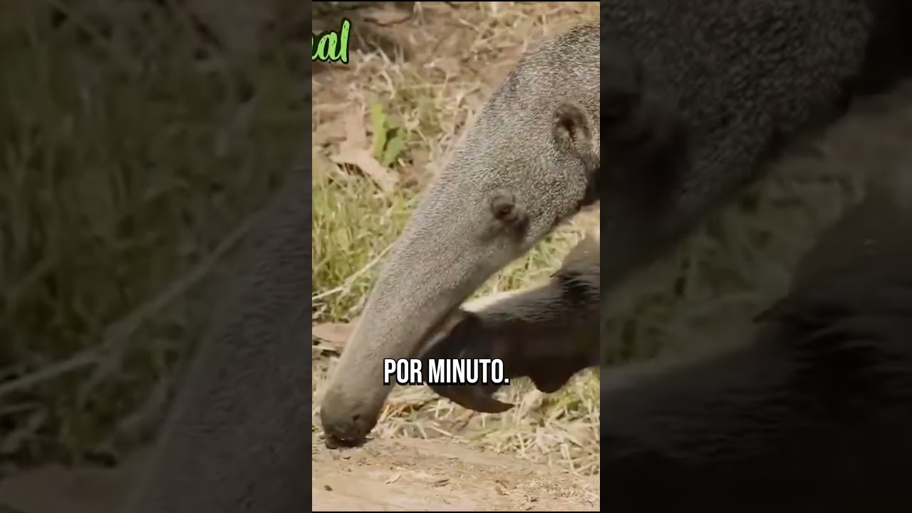 Dieta del oso hormiguero: ¡interesante y único!