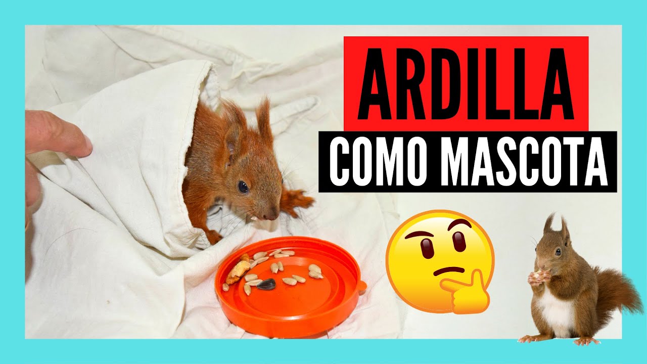 Dieta y hábitat de las ardillas