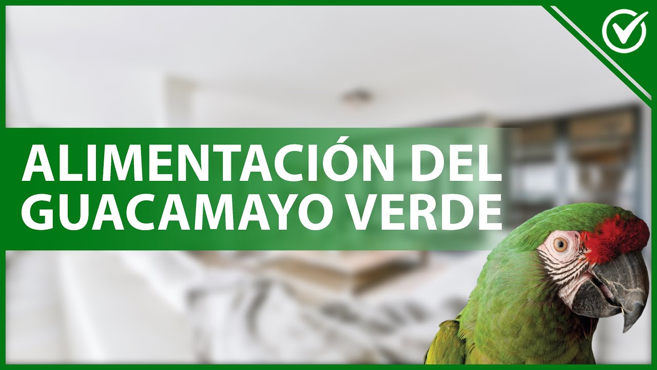 Dieta y hábitos de las guacamayas