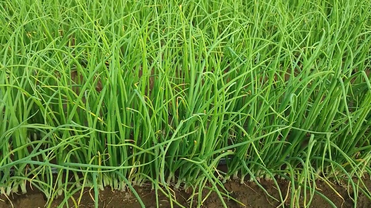 Diferencias entre cebollín y cebolla cambray