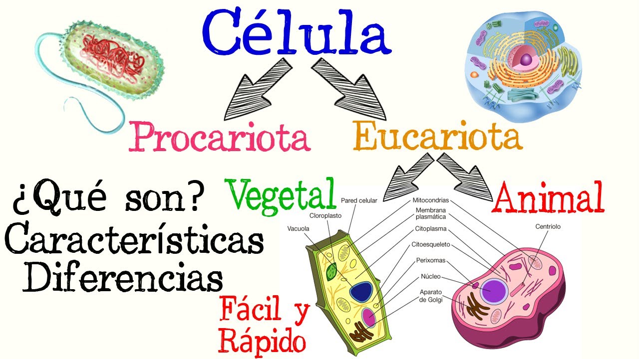 Diferencias entre célula eucariota y procariota