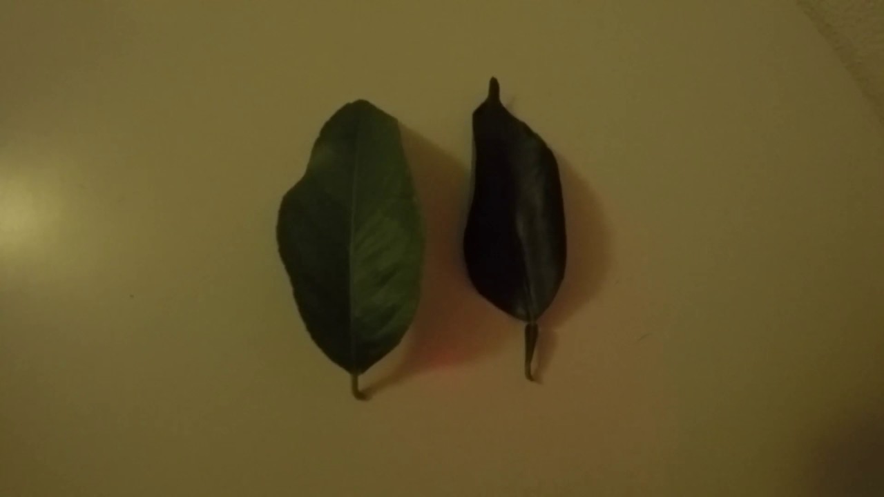 Diferencias entre la hoja de limonero y naranjo ¡no te lo pierdas!