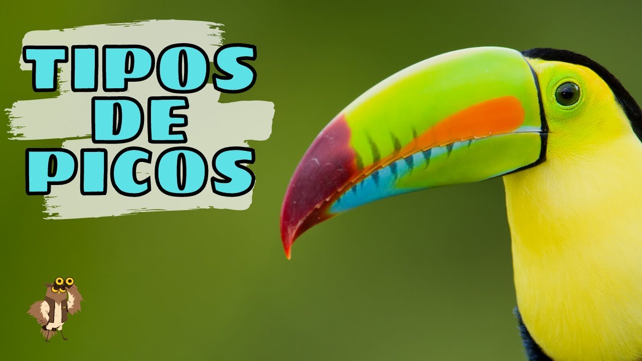 Diversidad de picos de aves según su alimentación