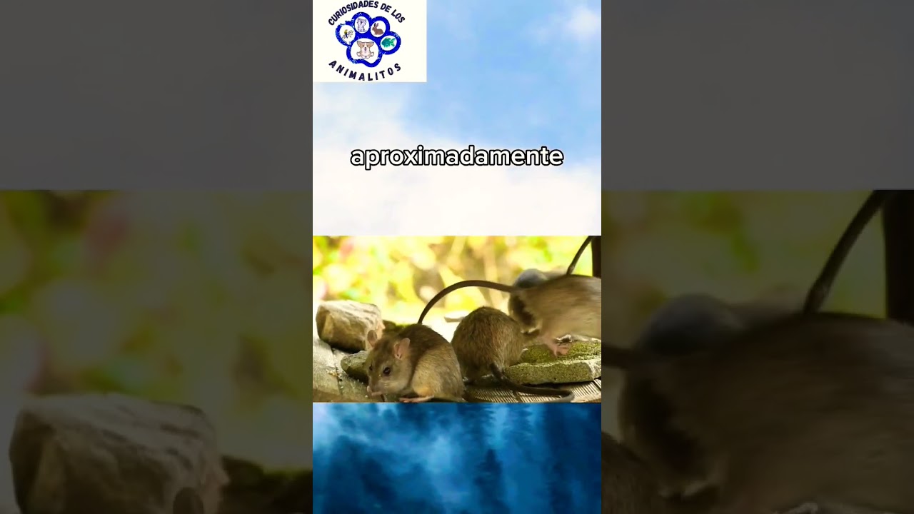Duración de un ratón sin alimentarse