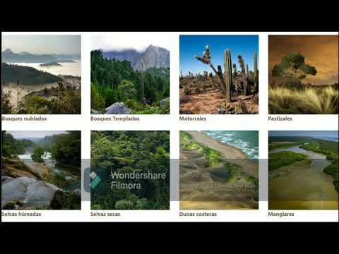 Ecosistemas en Tabasco: tipos