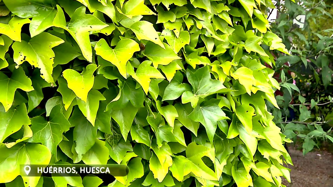 Efectos del aumento de la temperatura en las plantas