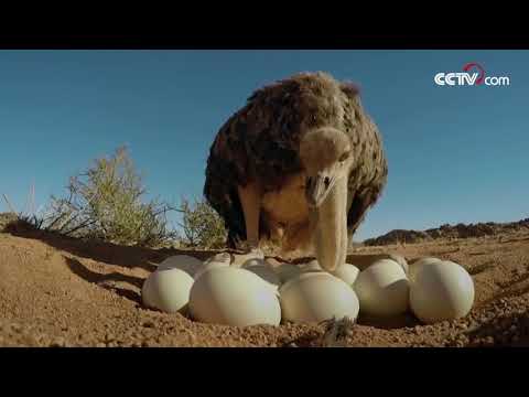 El animal que pone el huevo más grande