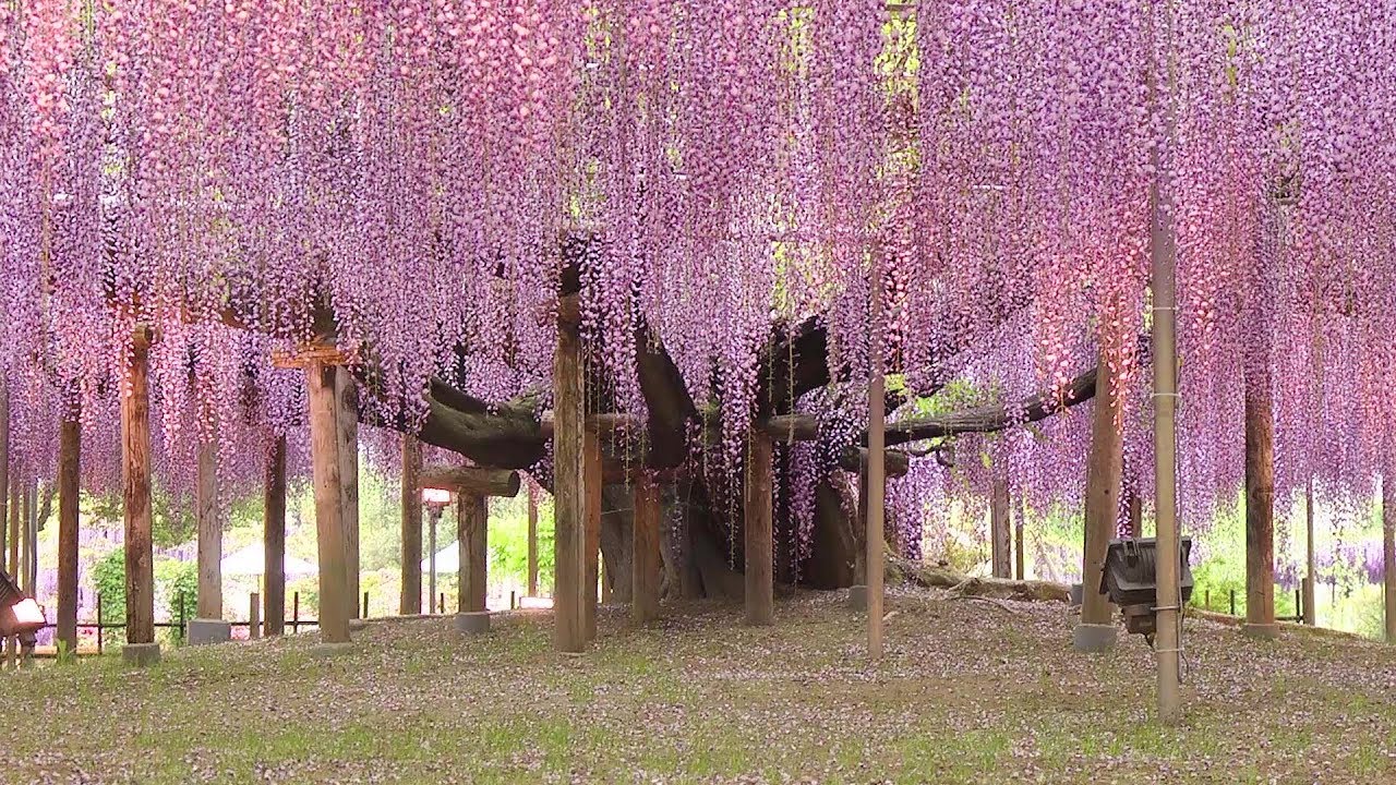 El antiguo árbol de Wisteria en Japón