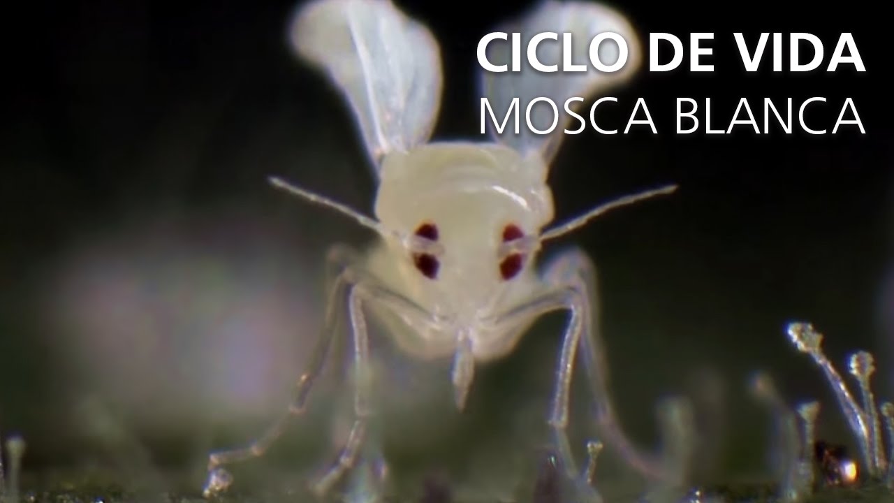El ciclo de vida de la mosquita blanca