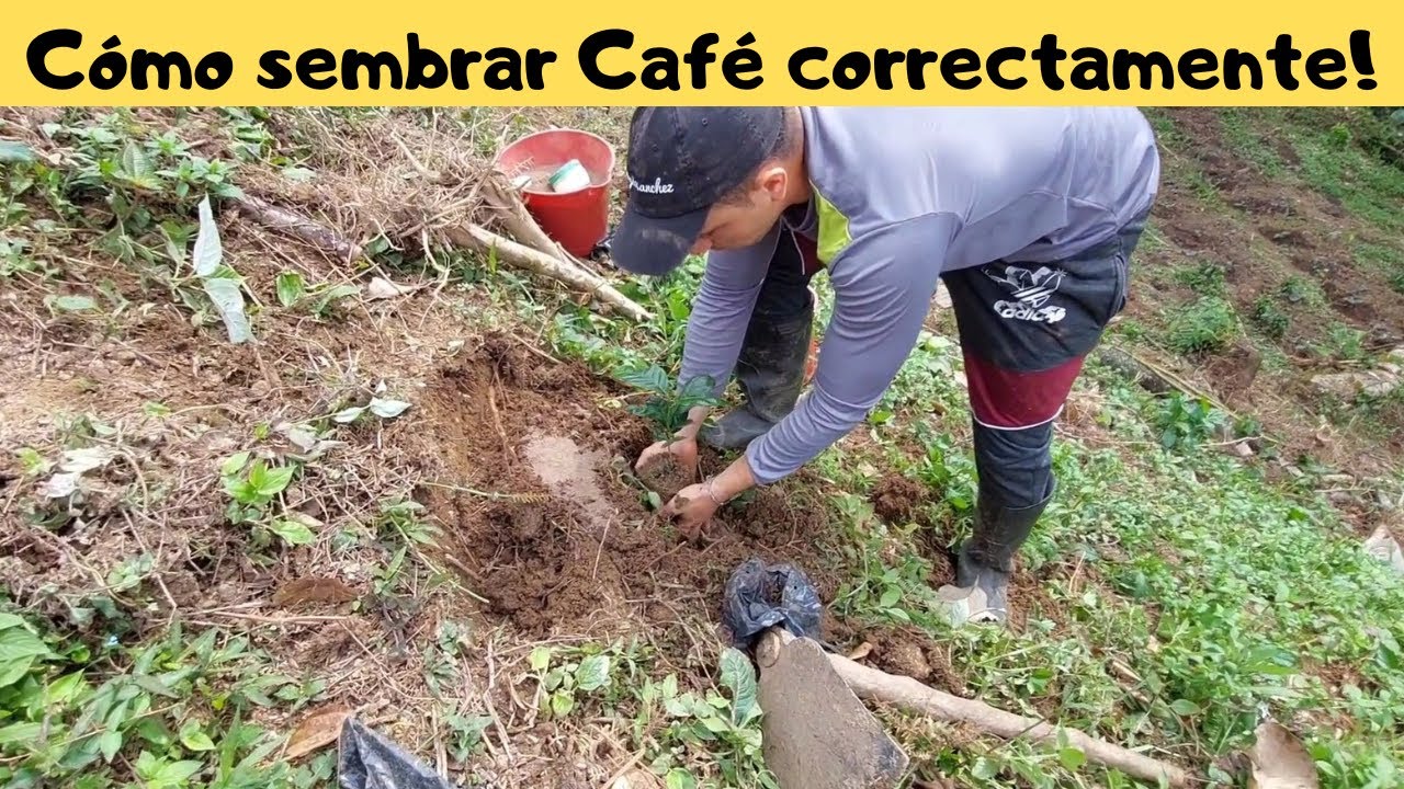 El ecosistema perfecto para el cultivo del café
