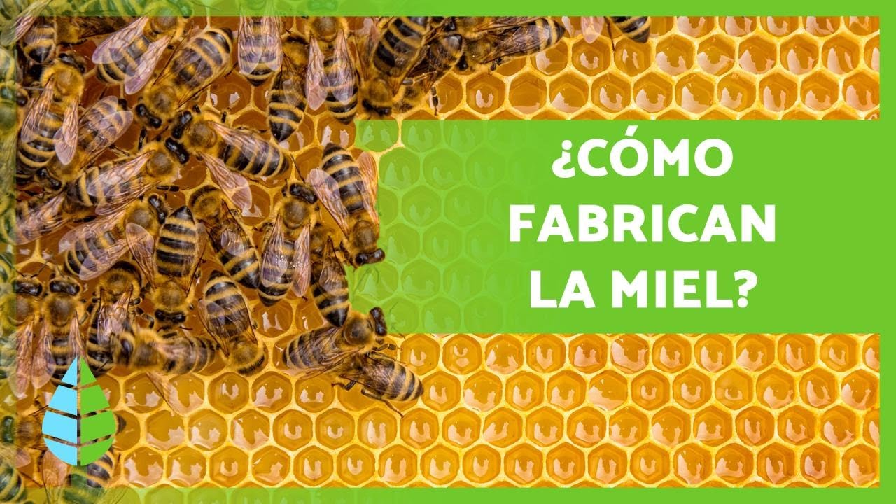 El fascinante proceso de elaboración de la miel