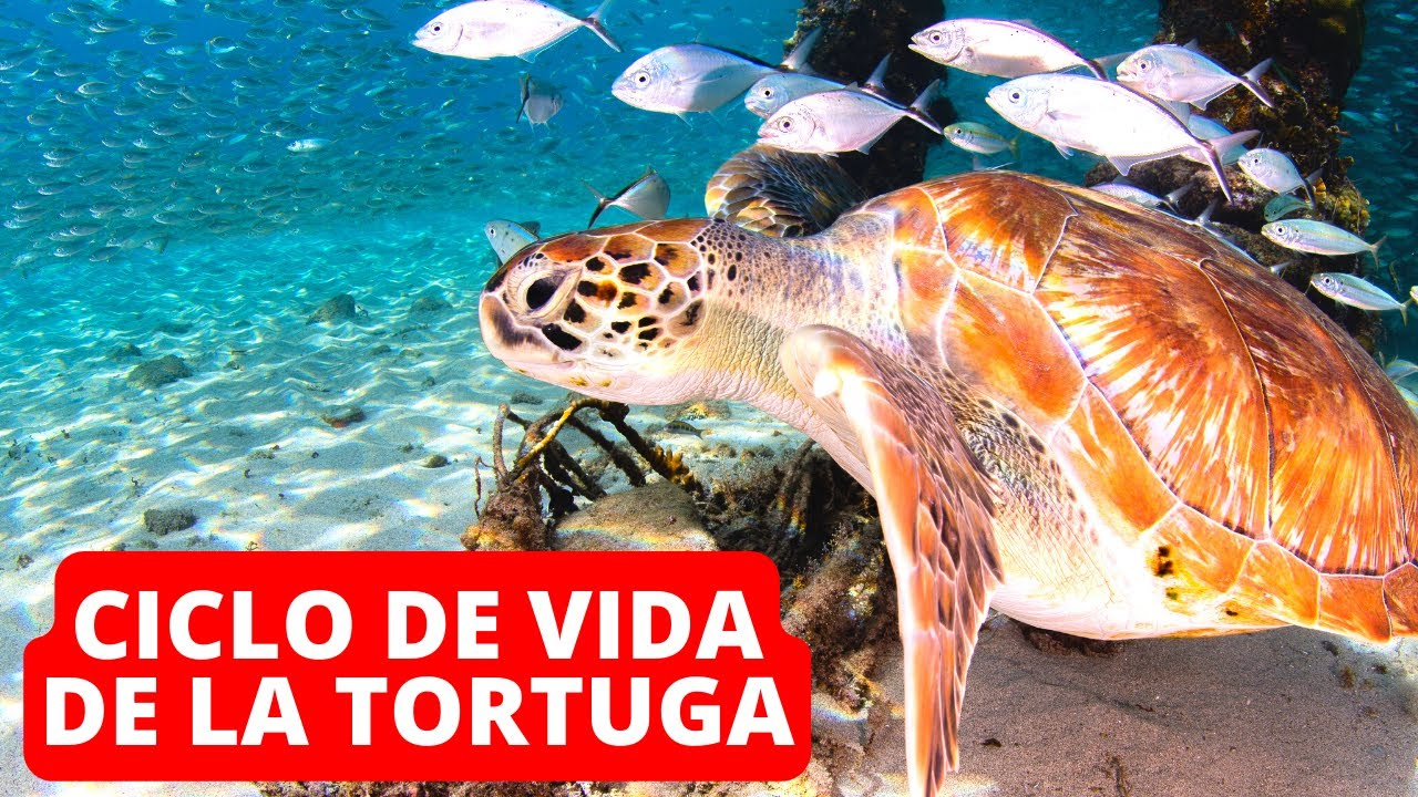 El fascinante proceso de reproducción de las tortugas marinas