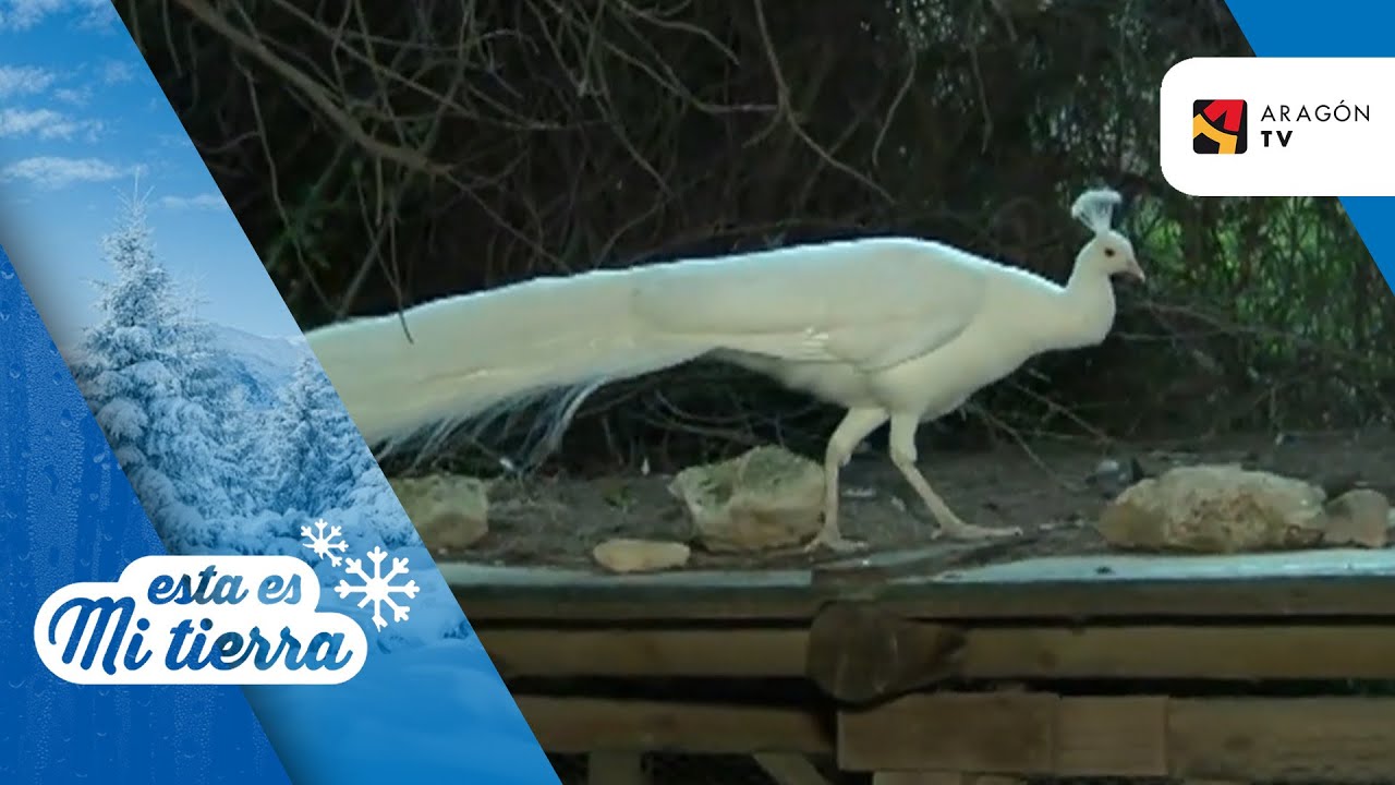 El fascinante proceso reproductivo del pavo real