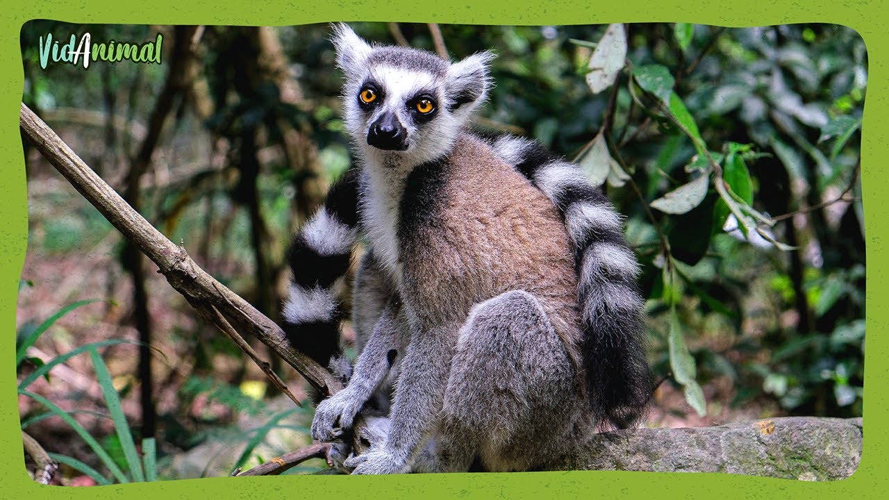 El lémur cola anillada de Madagascar