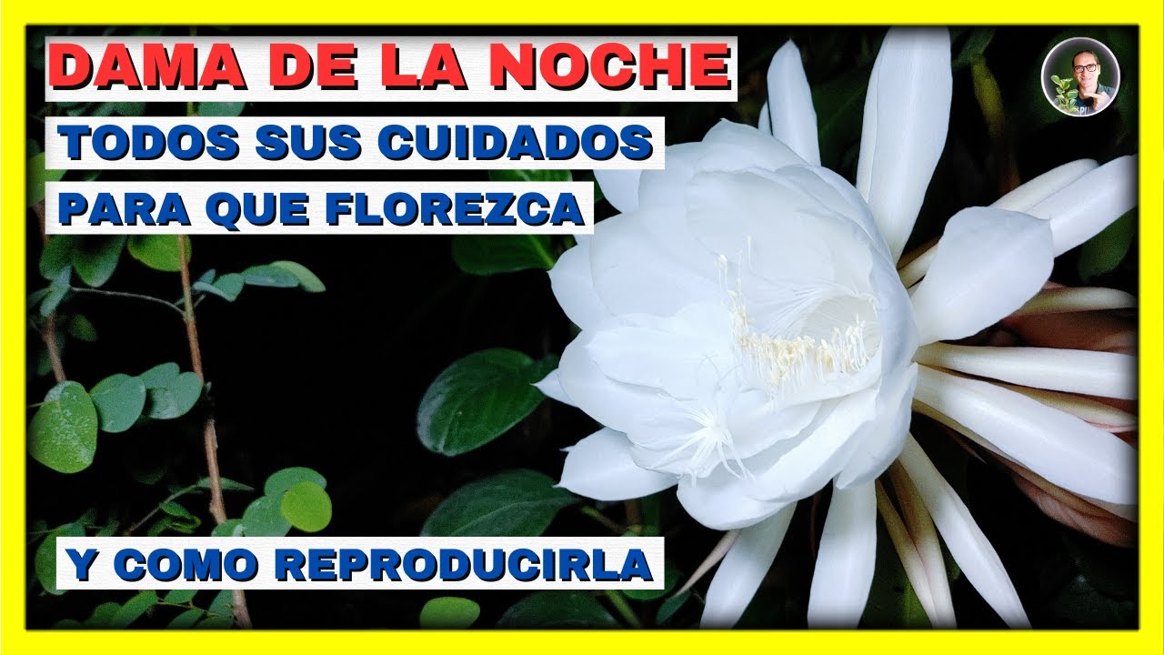 El misterio de la dama de noche sin flores