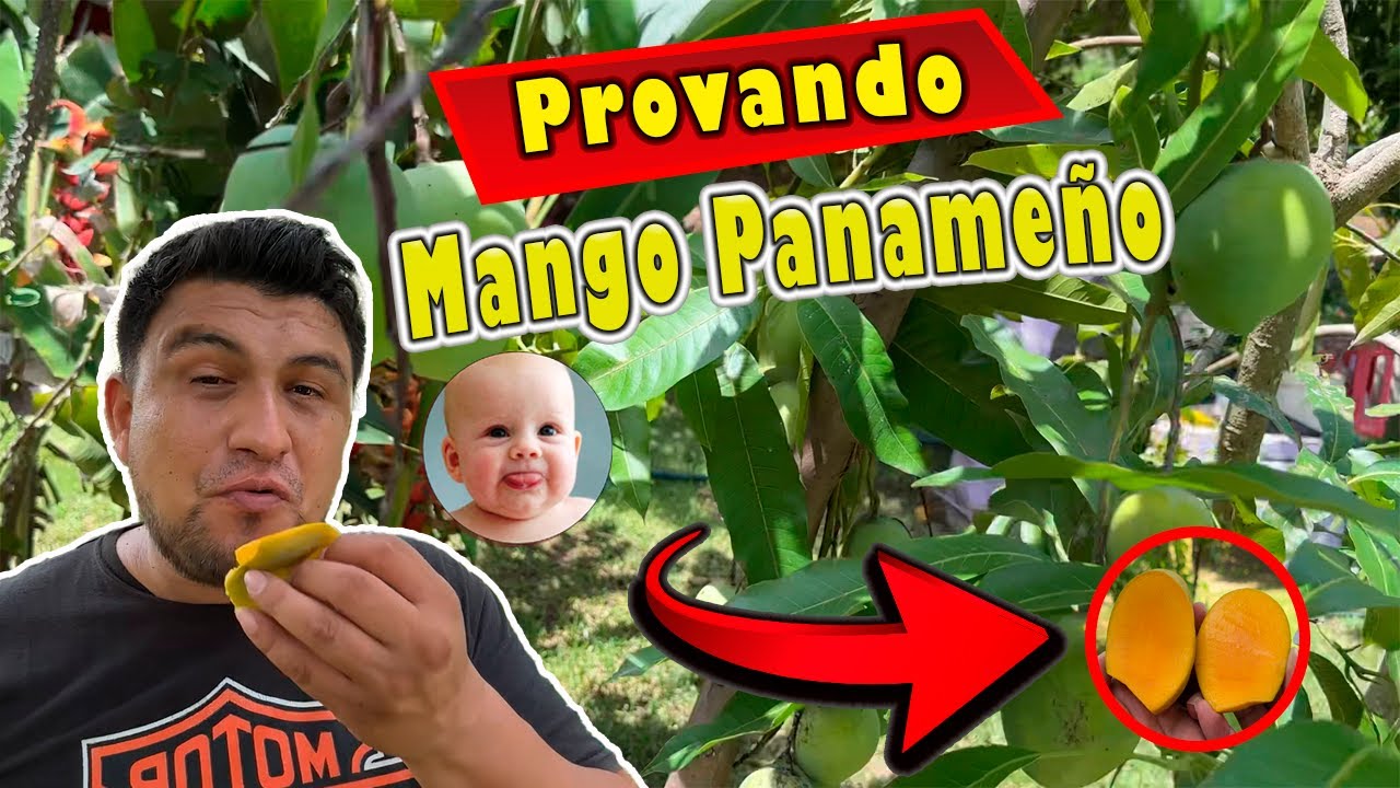 El nombre del mango en Panamá