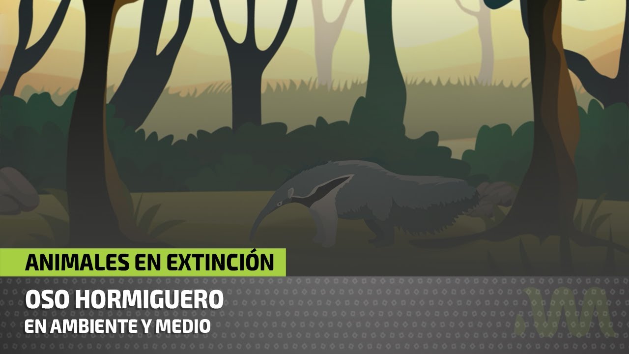 El oso hormiguero: una especie en peligro de extinción