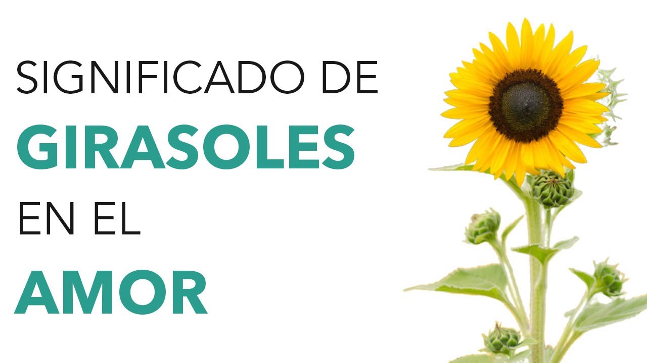 El significado de amar los girasoles
