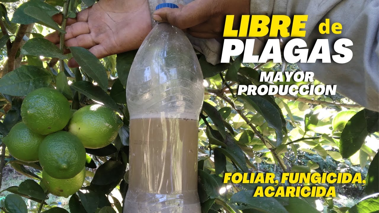 Eliminar plagas en planta de limón