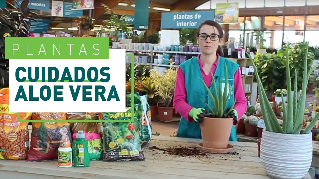 Época ideal para trasplantar Aloe Vera